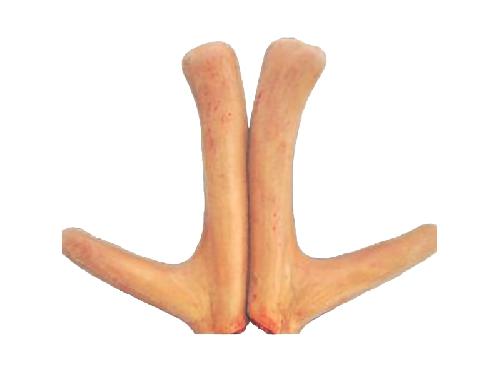 可以现场采收鲜鹿茸