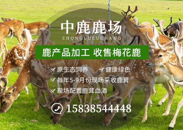 鹿茸产品生产工艺与质量控制